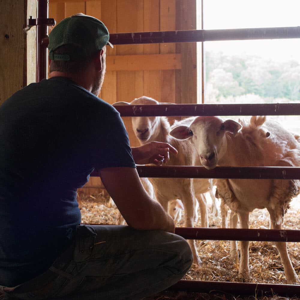 Teranga and the farms